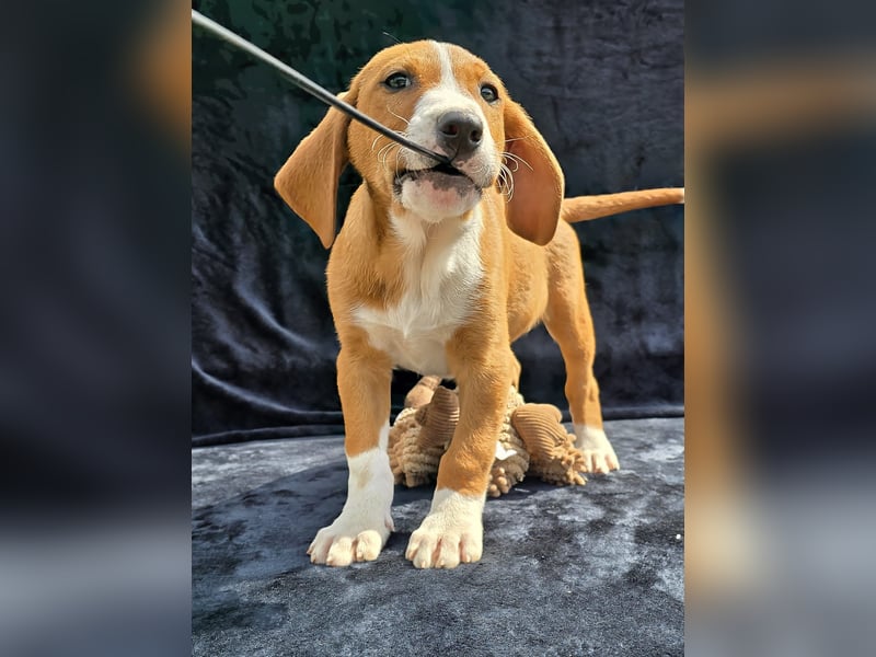 Vincent, einer von 5 süssen Welpen die auf der Strasse geboren wurden
