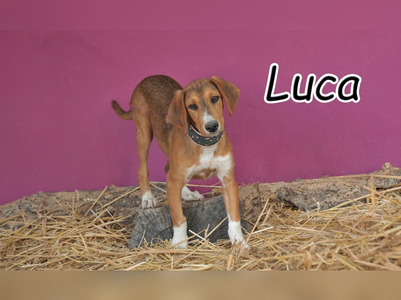 Schleifen Sie Luca zum Goldschatz?