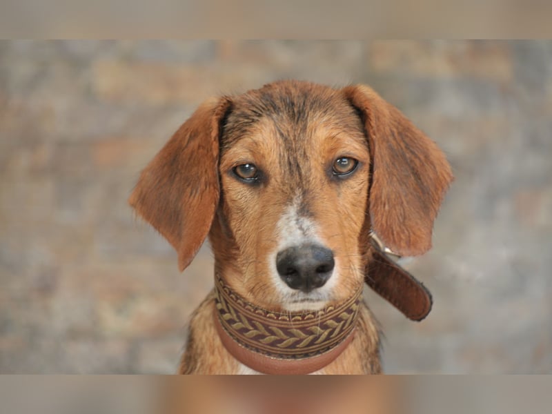 Schleifen Sie Luca zum Goldschatz?