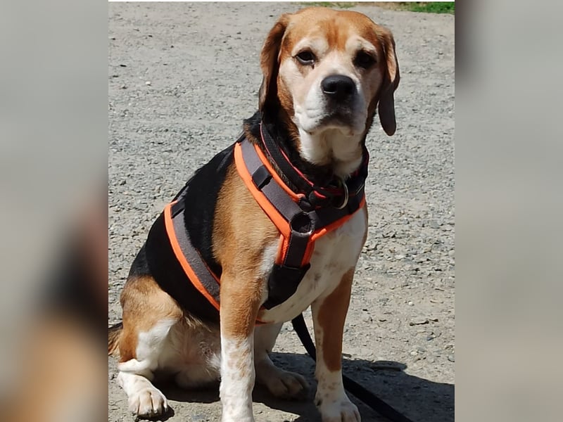 Buddy sucht ein "für immer Zuhause"