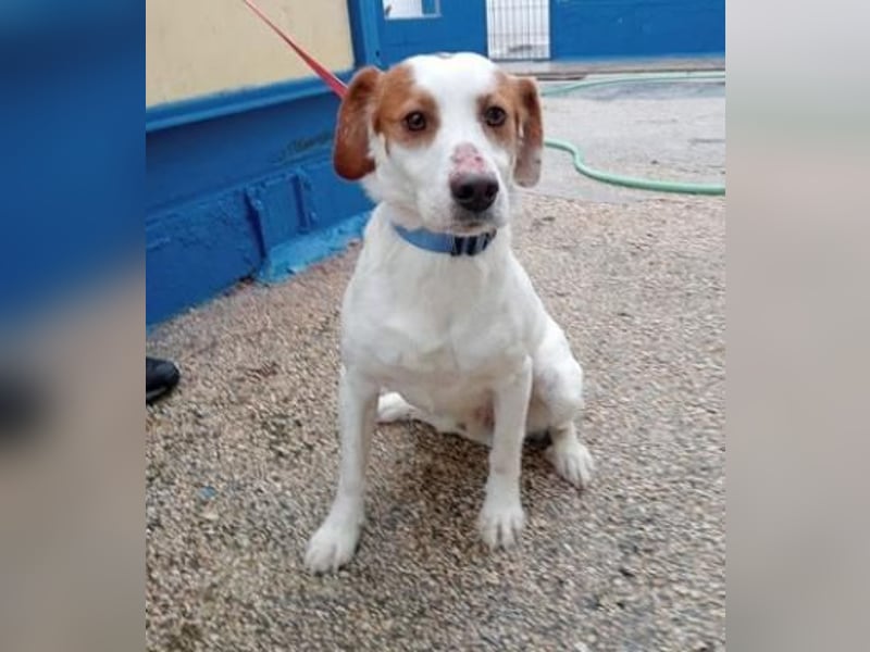 Rocky, möchte endlich aus dem Tierheim raus