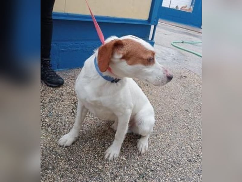 Rocky, möchte endlich aus dem Tierheim raus