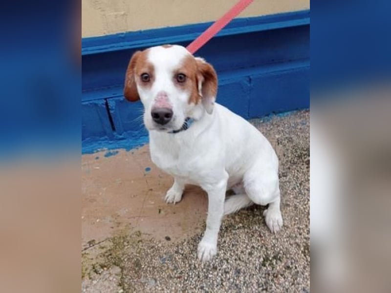 Rocky, möchte endlich aus dem Tierheim raus