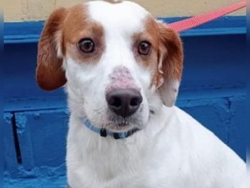 Rocky, möchte endlich aus dem Tierheim raus