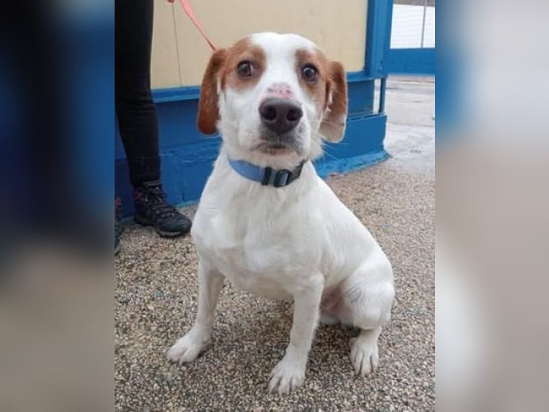 Rocky, möchte endlich aus dem Tierheim raus
