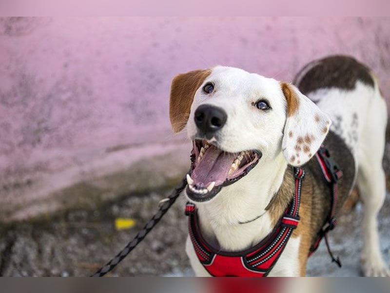 ARCHIE - Ein Hund für alle Lebenslagen!
