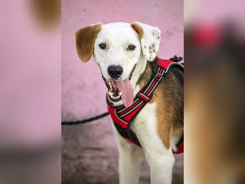 ARCHIE - Ein Hund für alle Lebenslagen!