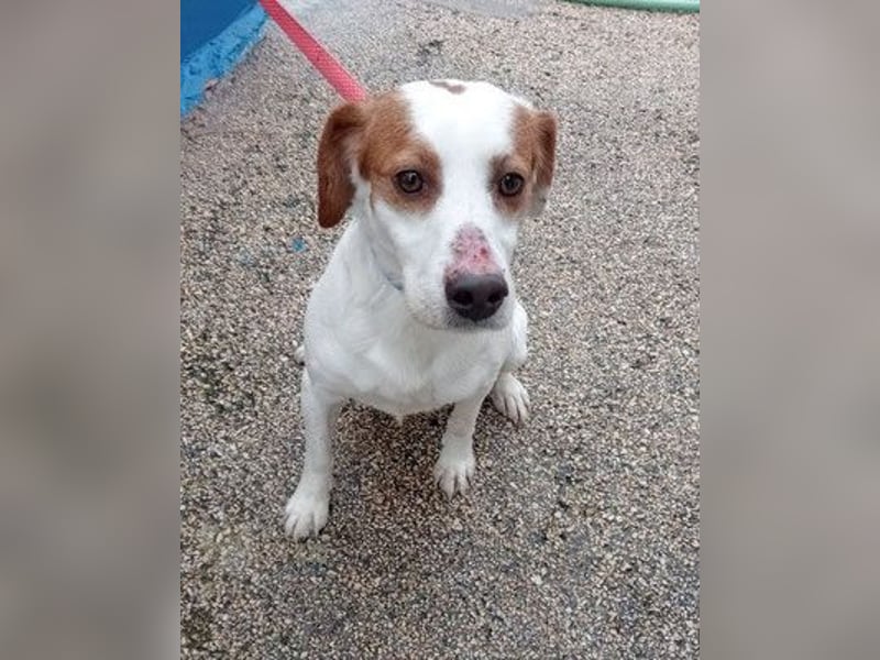 ROCKY - netter Rüde auf Familiensuche!