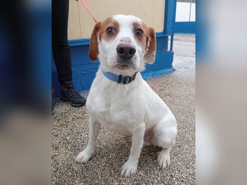 ROCKY - netter Rüde auf Familiensuche!
