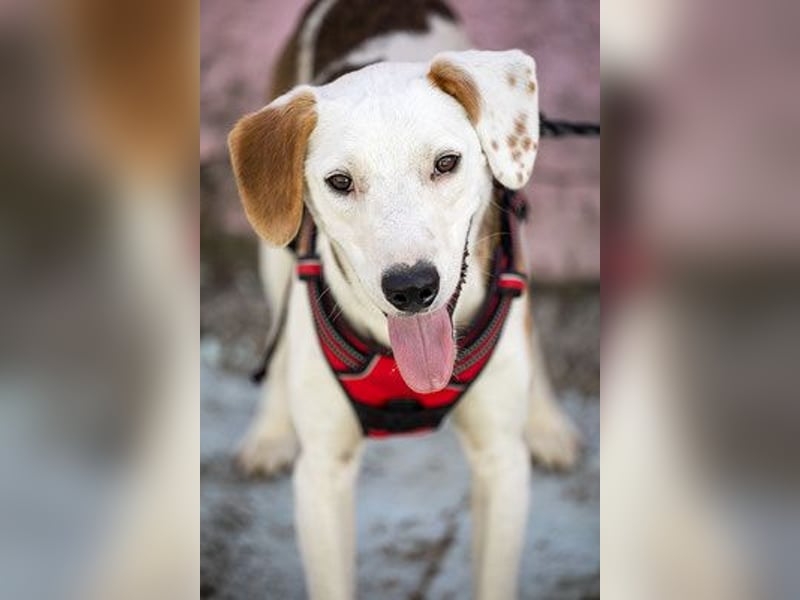 ARCHIE - Ein Hund für alle Lebenslagen!