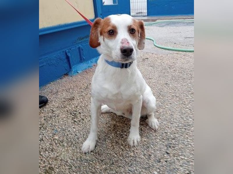 ROCKY - netter Rüde auf Familiensuche!