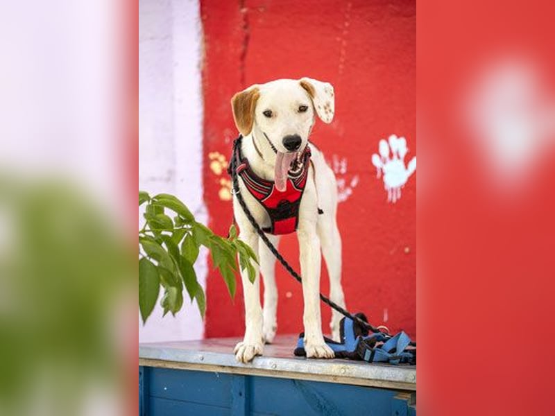 ARCHIE - Ein Hund für alle Lebenslagen!