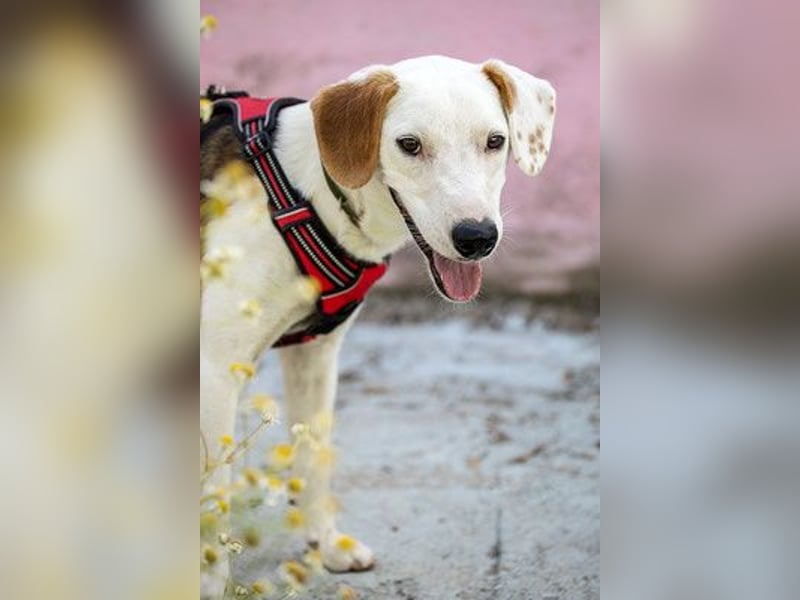 ARCHIE - Ein Hund für alle Lebenslagen!