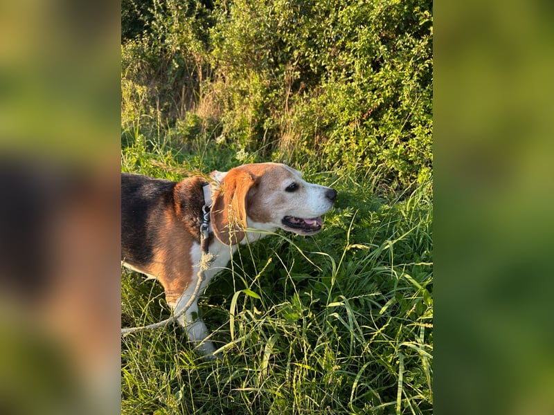 Buddie ein süßer Fratz
