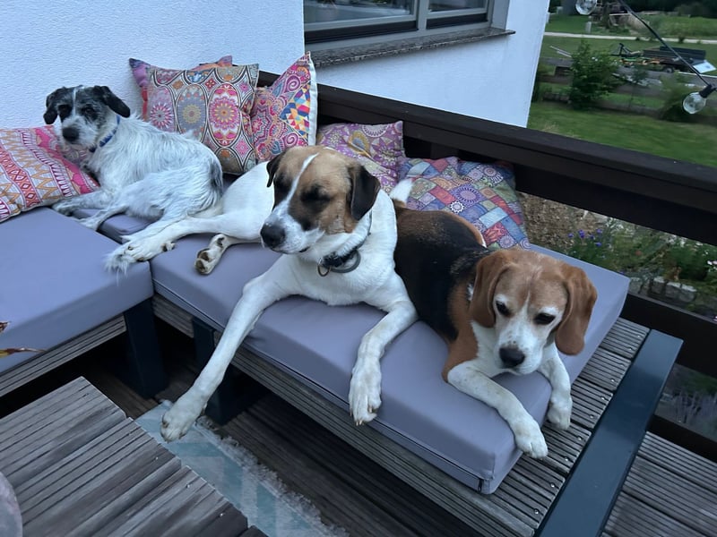 Buddie ein süßer Fratz