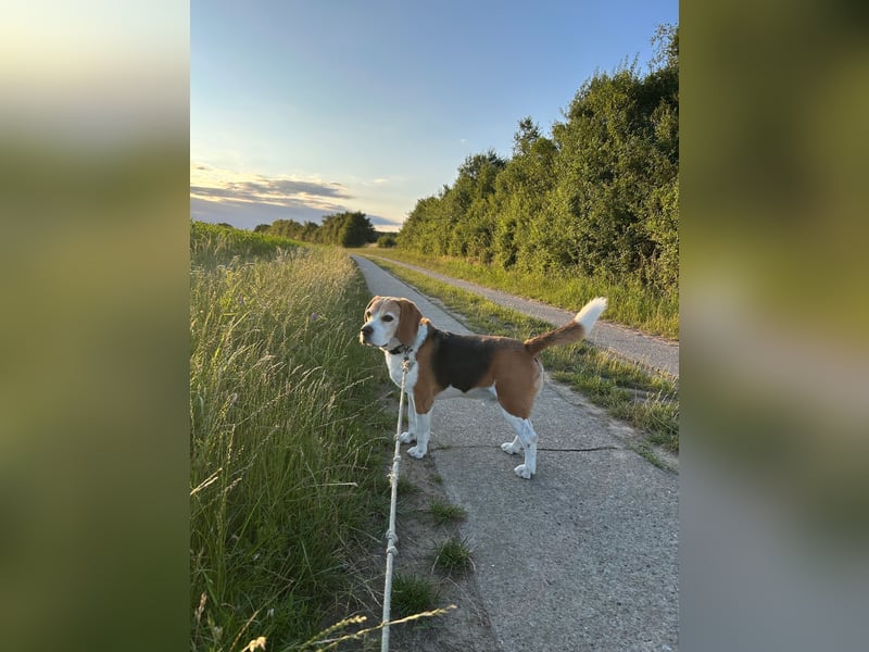 Buddie ein süßer Fratz