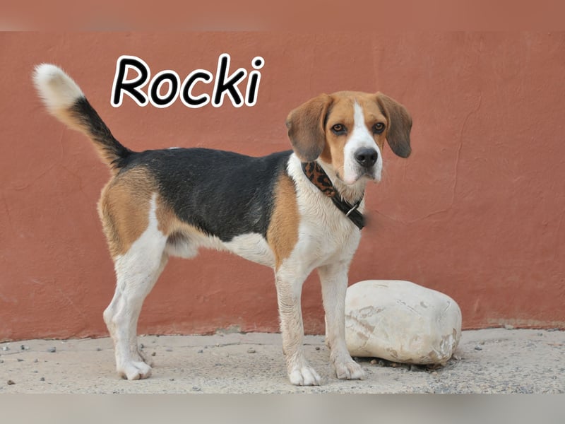 Darf Rocki nun ein Neustart in einer neuen Familie beginnen?
