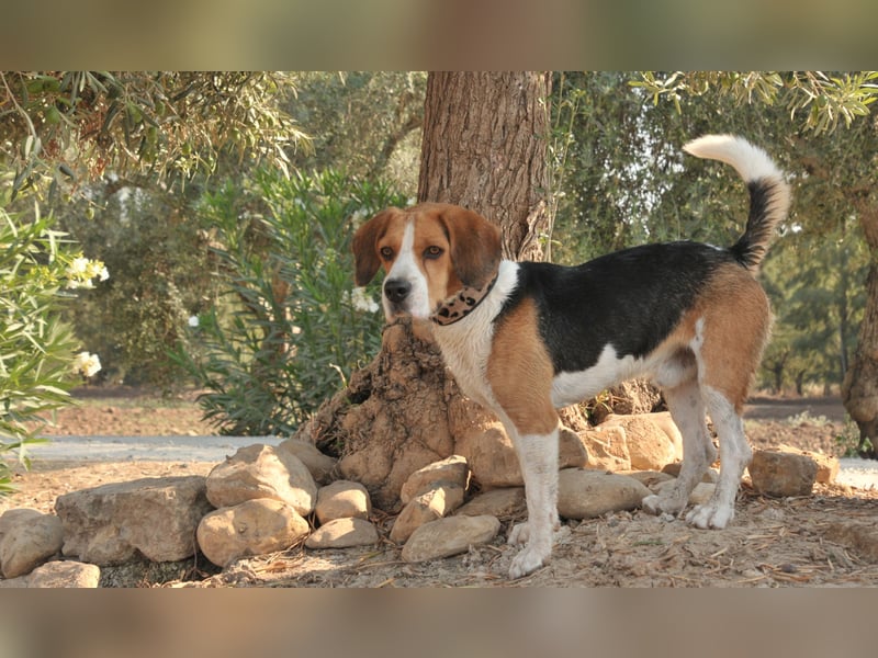 Darf Rocki nun ein Neustart in einer neuen Familie beginnen?