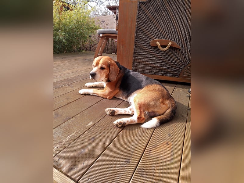Buddy sucht ein *für immer Zuhause*