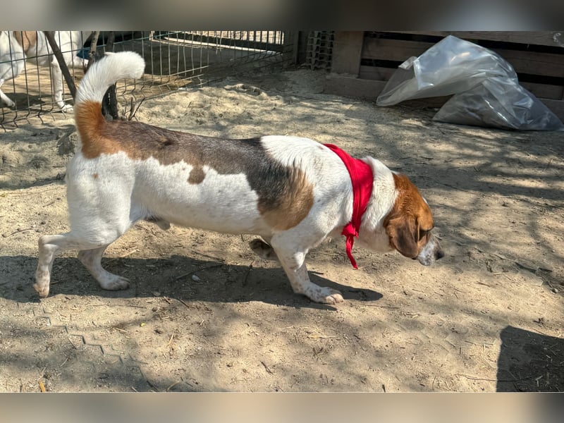 ⭐️BONGO⭐️, Rüde, 4 Jahre, 40 cm, Beagle-Mischling, Tierschutz