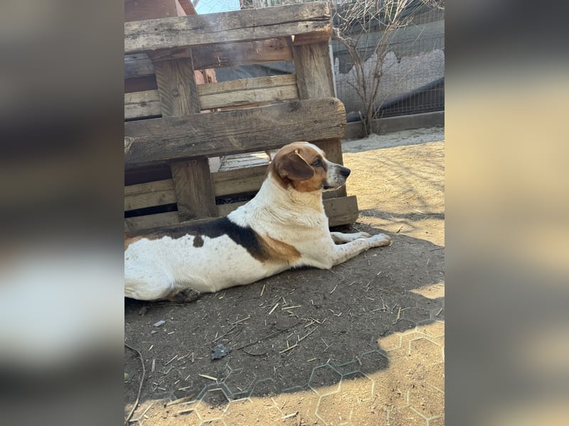 ⭐️BONGO⭐️, Rüde, 4 Jahre, 40 cm, Beagle-Mischling, Tierschutz