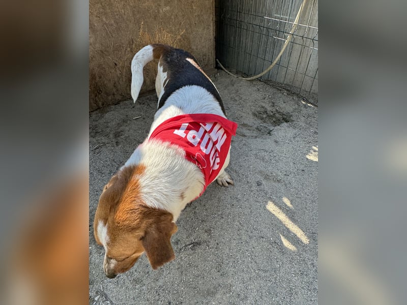⭐️BONGO⭐️, Rüde, 4 Jahre, 40 cm, Beagle-Mischling, Tierschutz