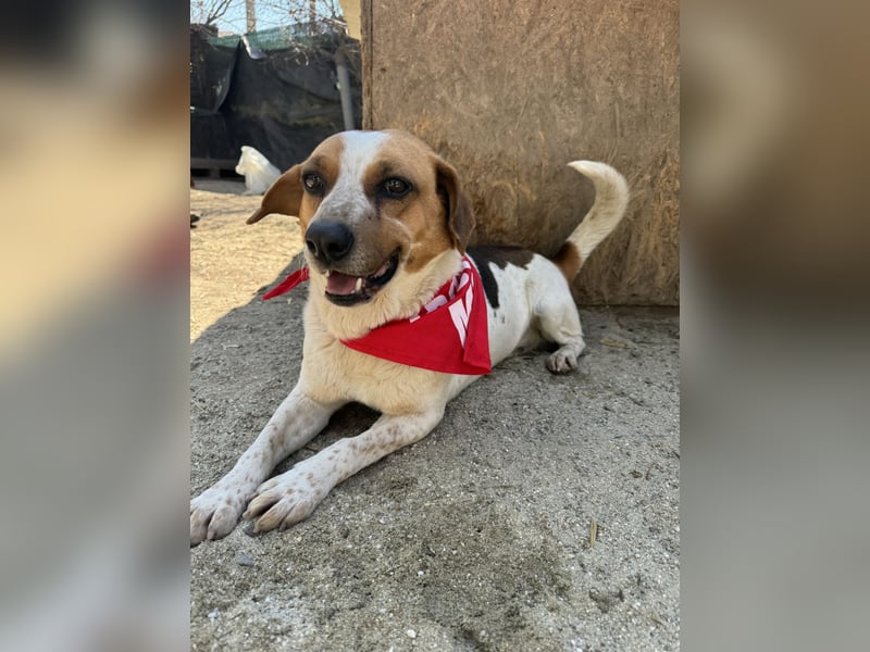 ⭐️BONGO⭐️, Rüde, 4 Jahre, 40 cm, Beagle-Mischling, Tierschutz