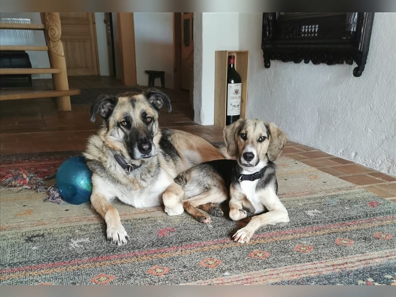 süßer Bebbie