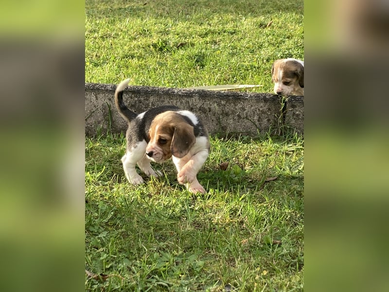 Beagle Welpen