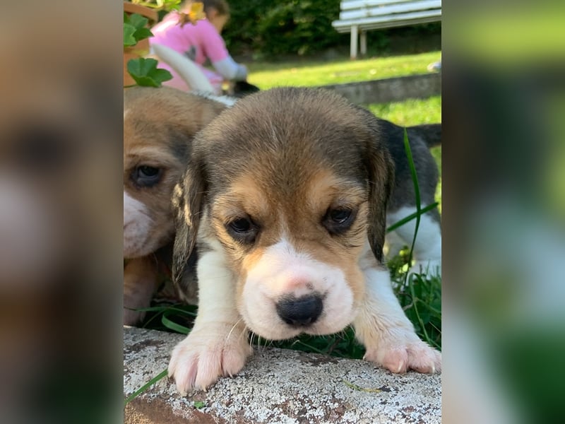 Beagle Welpen