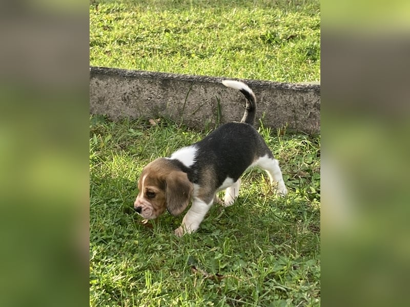 Beagle Welpen