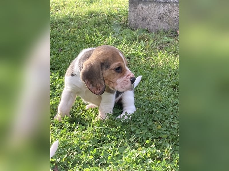 Beagle Welpen