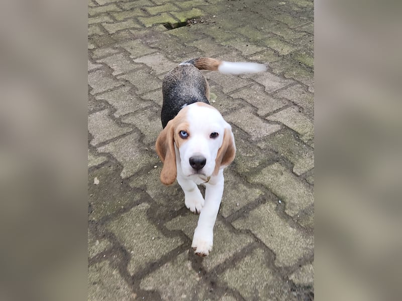 Beagle Welpen