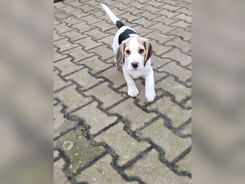 Beagle Welpen