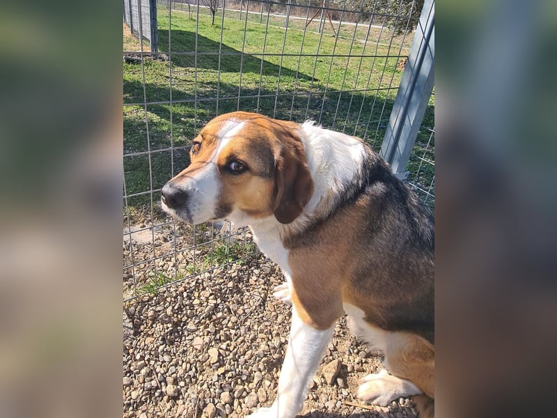 Simba - wer gibt dem lieben Rüden eine Chance