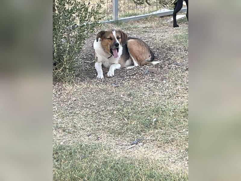 Simba - wer gibt dem lieben Rüden eine Chance