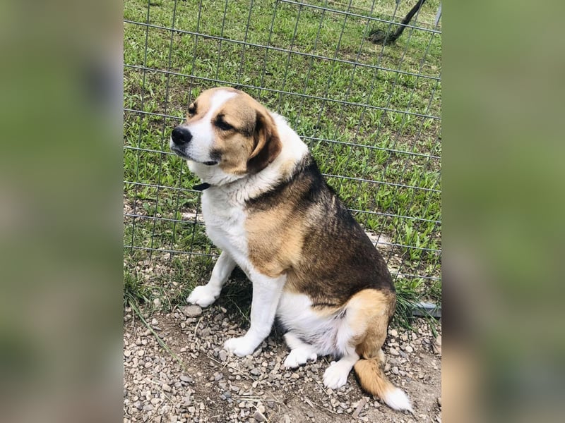 Simba - wer gibt dem lieben Rüden eine Chance