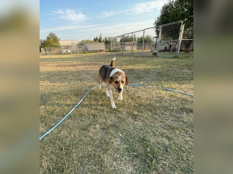 Simba - wer gibt dem lieben Rüden eine Chance