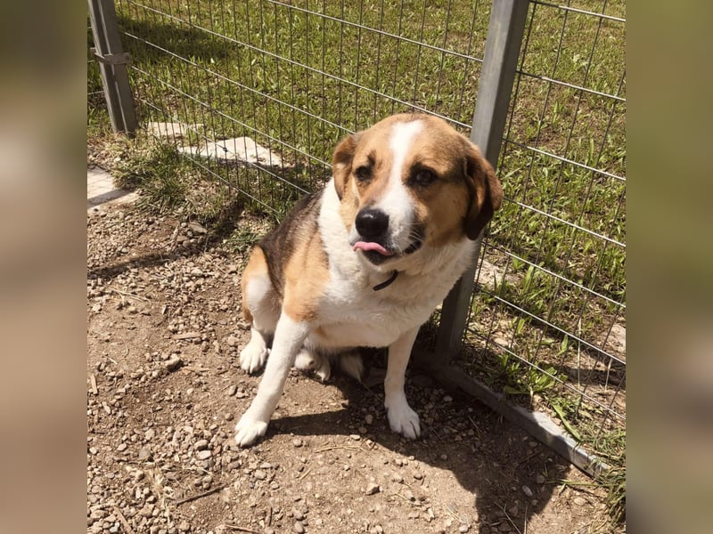 Simba - wer gibt dem lieben Rüden eine Chance