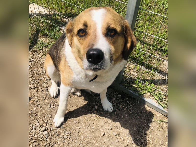 Simba - wer gibt dem lieben Rüden eine Chance