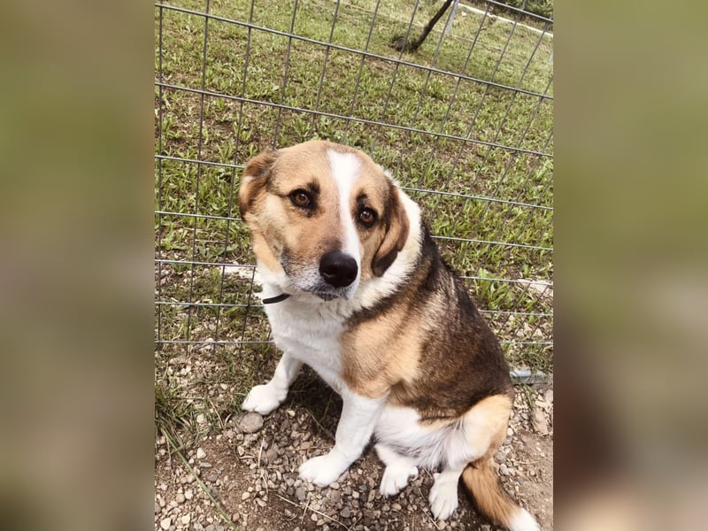 Simba - wer gibt dem lieben Rüden eine Chance