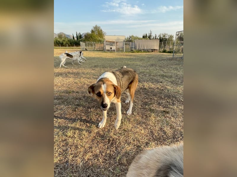 Simba - wer gibt dem lieben Rüden eine Chance