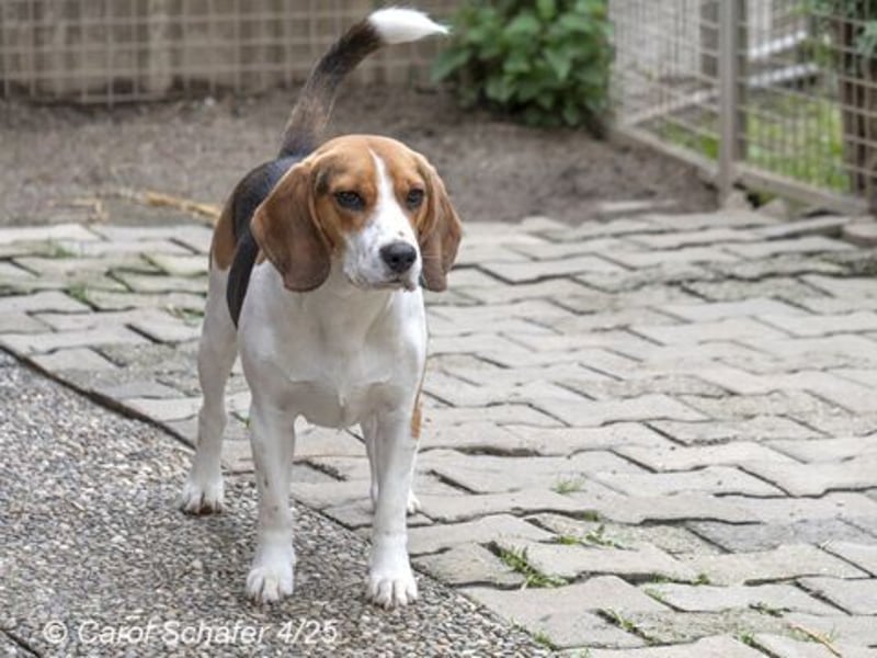 Jogger ist fröhlich und aufgeweckt