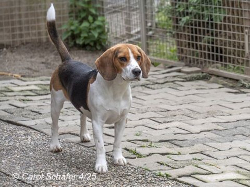 Jogger ist fröhlich und aufgeweckt