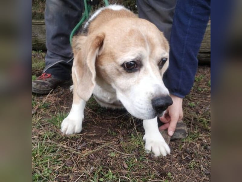 Pixi, Beagle