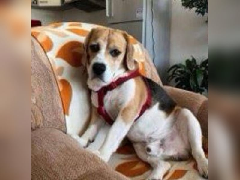 Pixi, Beagle