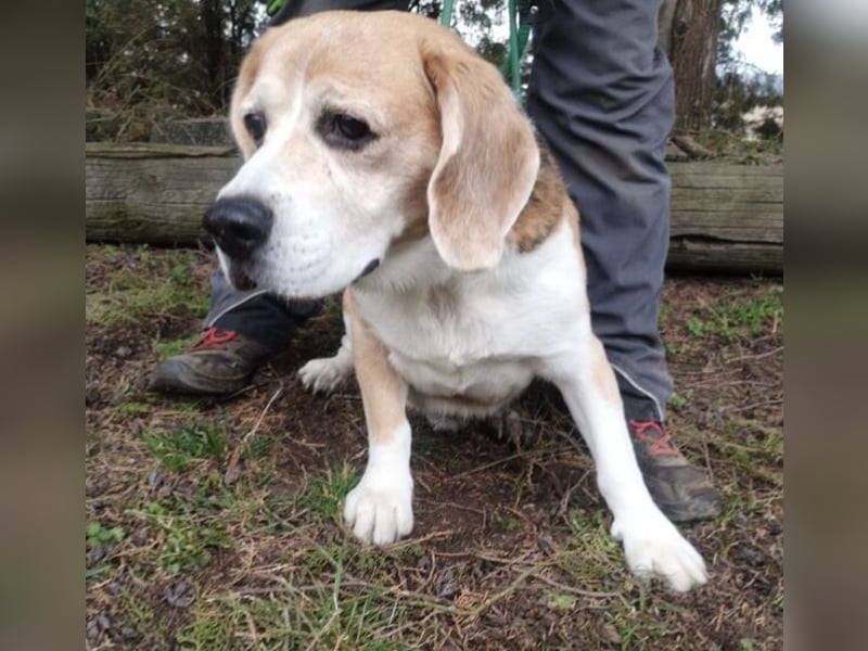 Pixi, Beagle