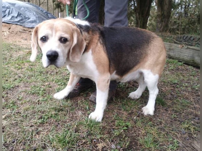 Pixi, Beagle