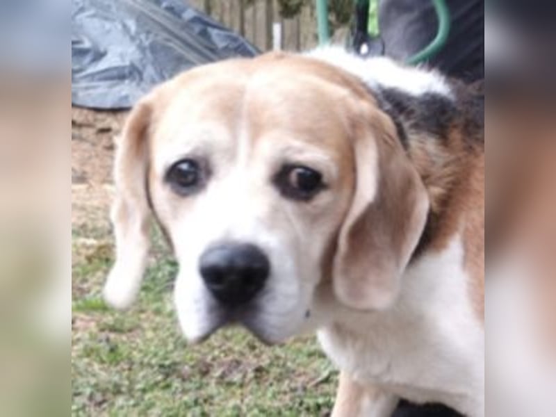 Pixi, Beagle