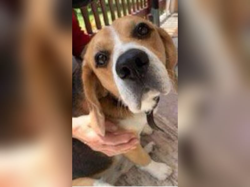 Pixi, Beagle